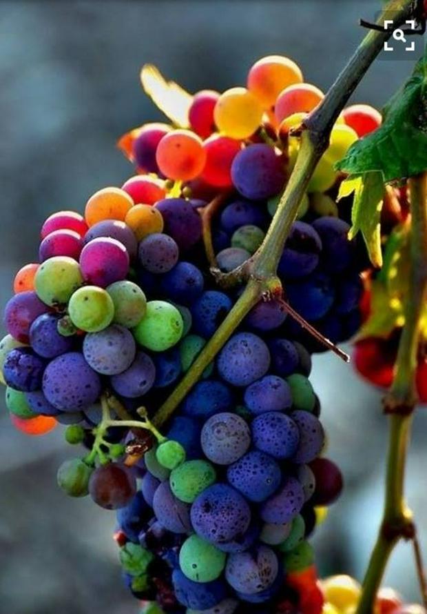 colorful-grapes.jpg