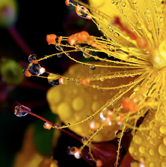 yellow-flower-with-dew.png