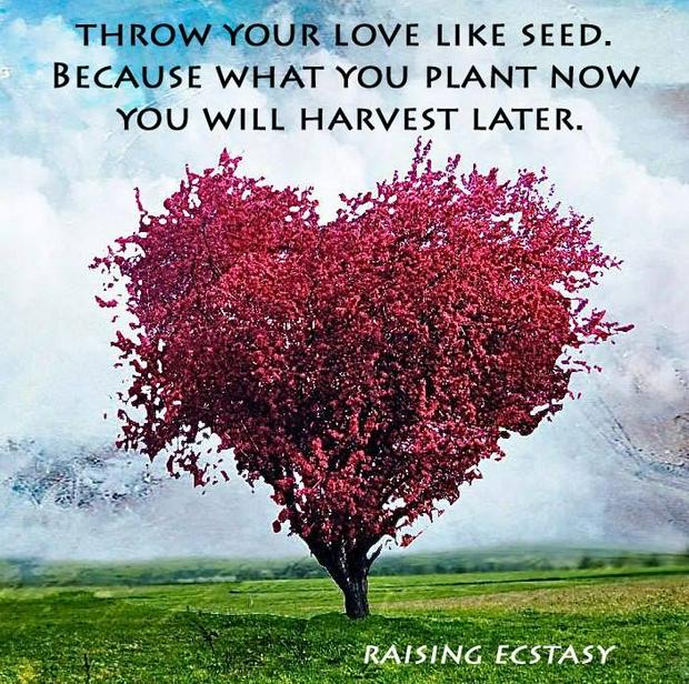 heart-love-seeds-plant-harvestIS.jpg