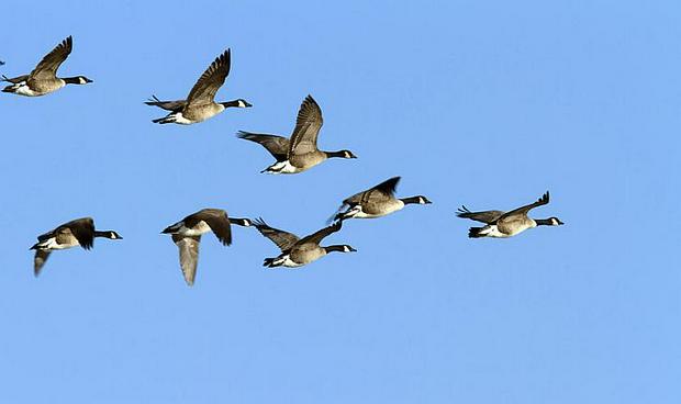 canada-geese-in-flight.jpg