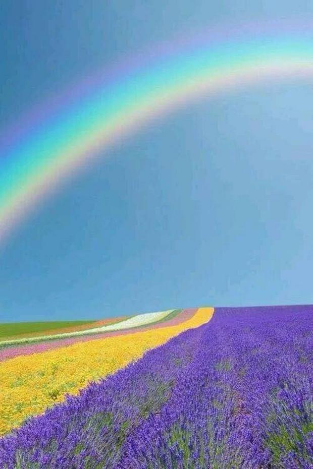 rainbow-on-a-flower-fieldIS.jpg