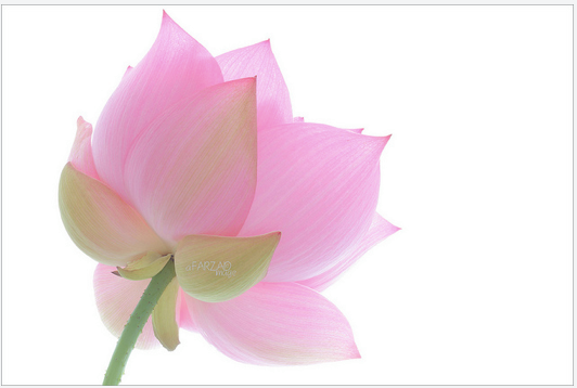 soft-pink-flower.png