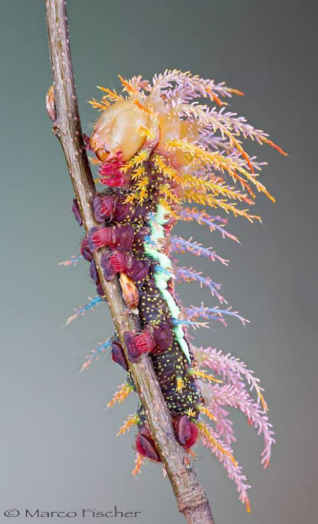 Caterpillar-of-Saturniiday-Moth.jpg