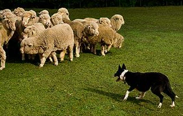 Border-Collie-herding.jpg