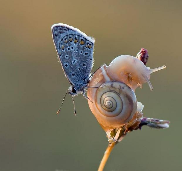 butterfly-on-snail.jpg