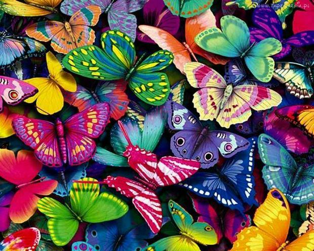 butterflies-galore.jpg