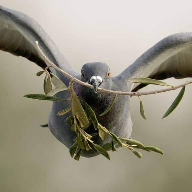 dove-with-olive-branch.jpg