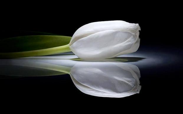 white-tulip.jpg