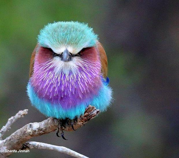 llilac-breasted-roller.jpg