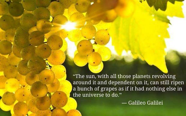 the-sun-and-grapes.jpg