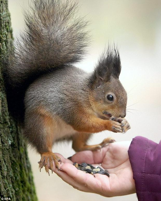 squirrel-eating-out-of-hand2.jpg