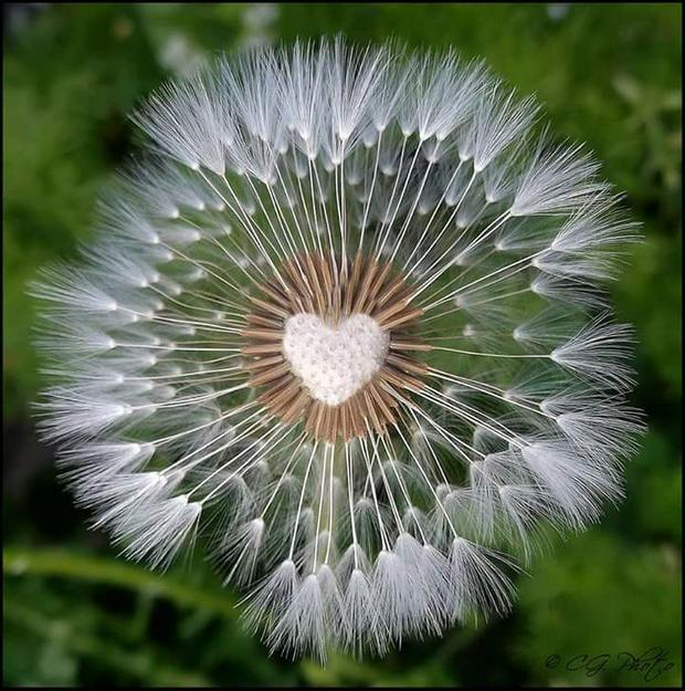 heartshaped-dandelion.jpg