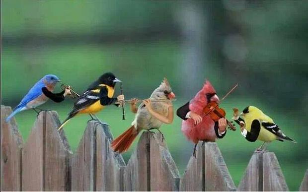 birds-in-concert.jpg