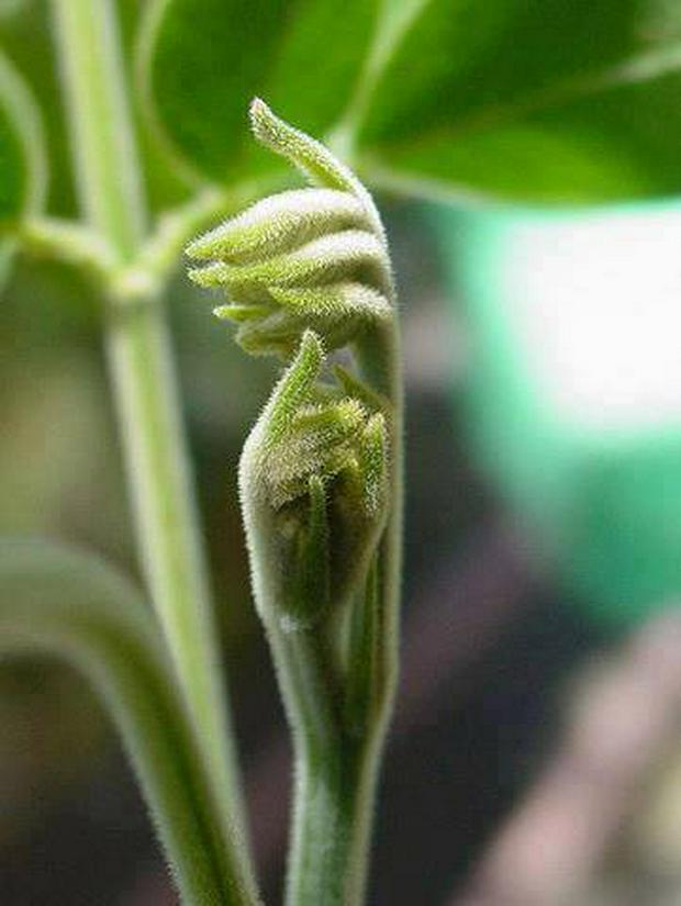 hand-shaped-leaves.jpg