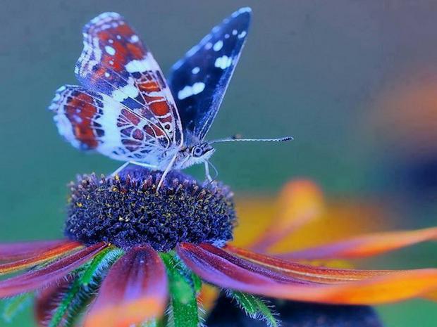 butterfly-on-flower2.jpg