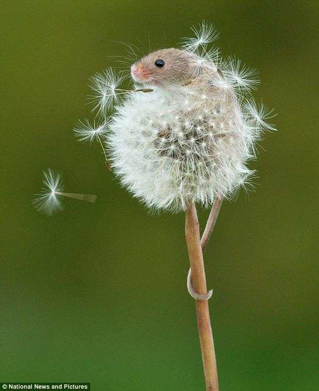 mouse-in-dandelion.jpg