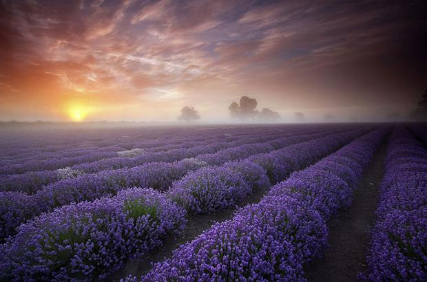 Lavender-fields-France.jpg