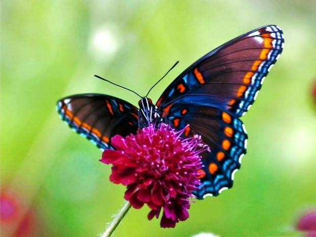 butterfly-on-pink-flower.jpg