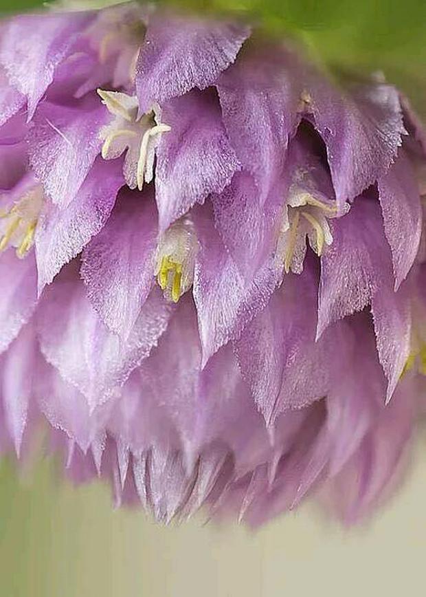 purple-hanging-flower.jpg