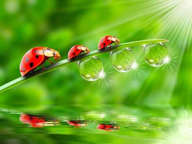 3-ladybugs.jpg