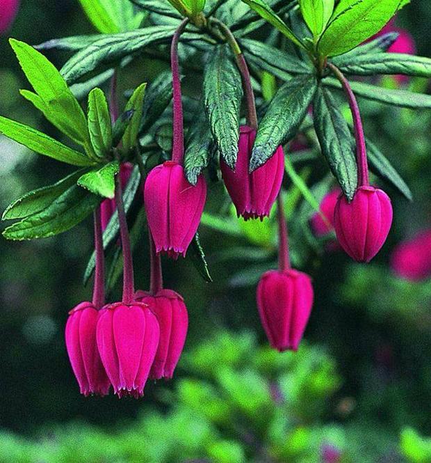 hanging-pink-flowers.jpg