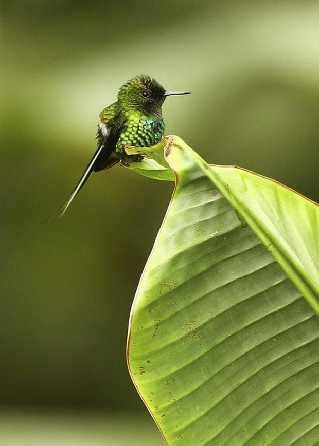 bee-hummingbird.jpg