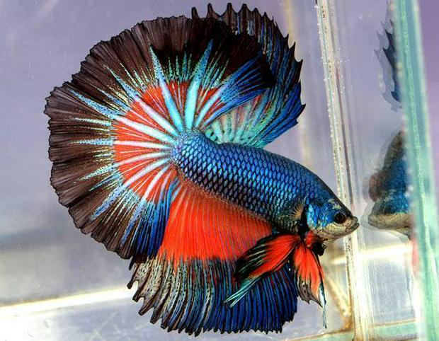 betta-fish.jpg