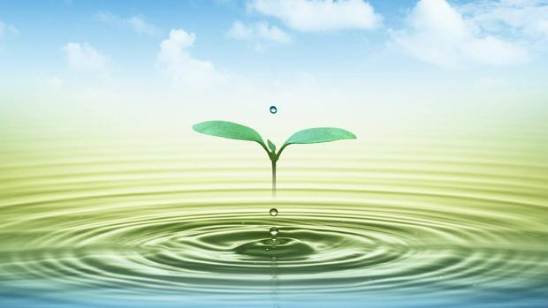 seedling-and-water.jpg