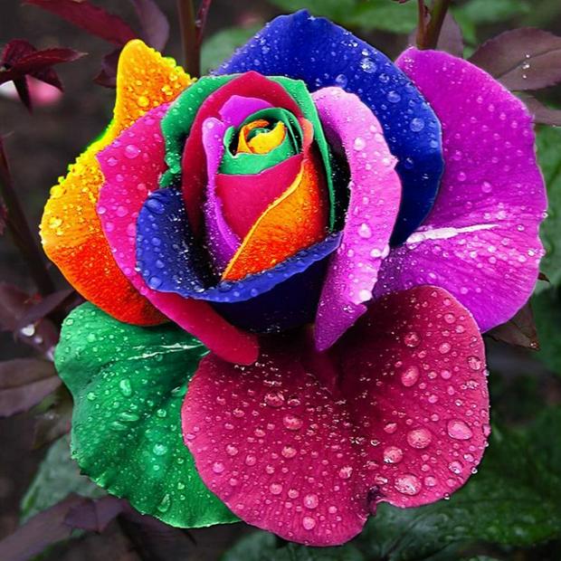 Mystic-Rainbow-Rose.jpg