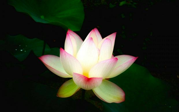 pink-and-white-lotus.jpg