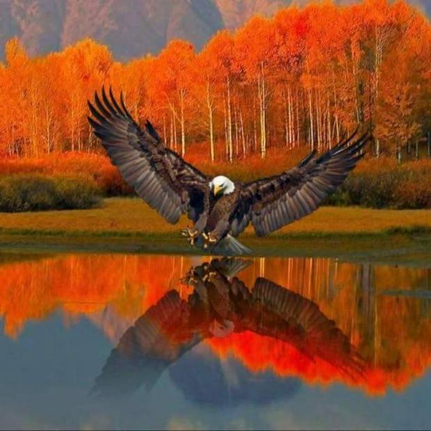 eagle-in-fall-background.jpg