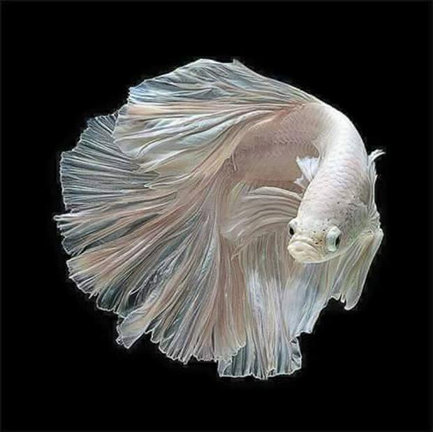 angel-fish.jpg