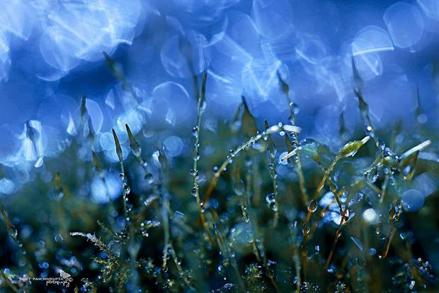 nature-close-up-in-blue.jpg