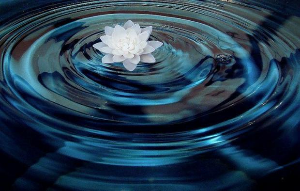 white-lotus-in-ripples-IS.jpg