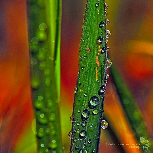 blades-and-dew.jpg