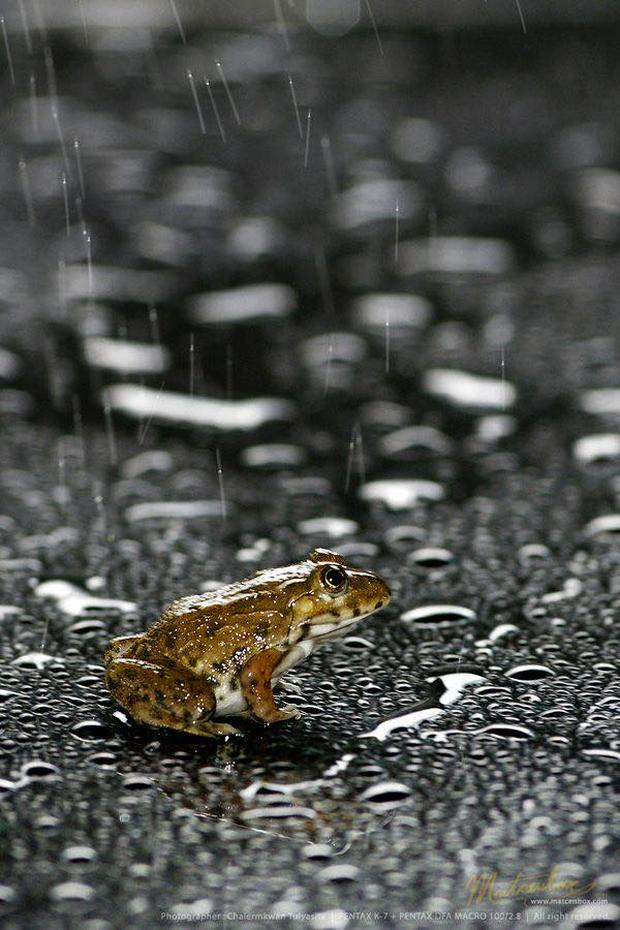 frog-in-the-rain.jpg