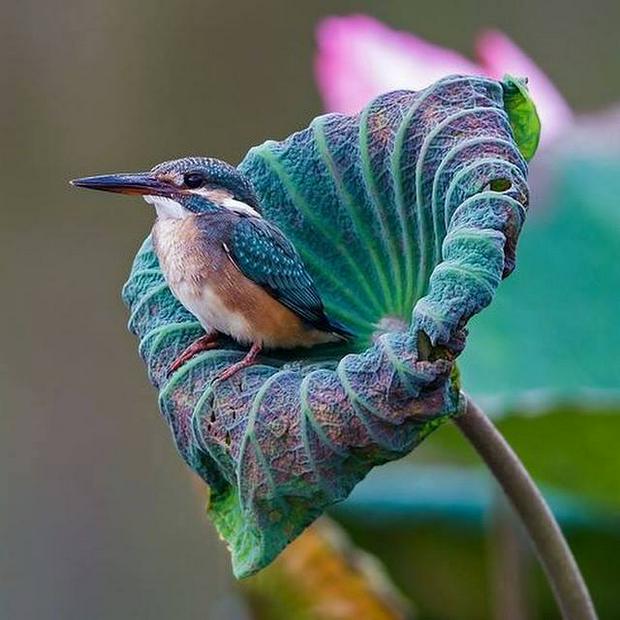 bird-in-a-flower.jpg