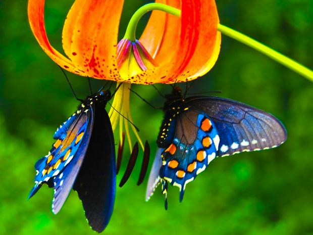 2-butterflies-on-orange-flower-IS.jpg