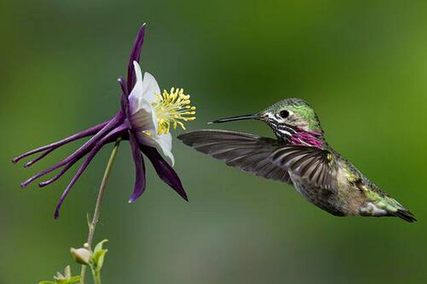 beautiful-colibri.jpg