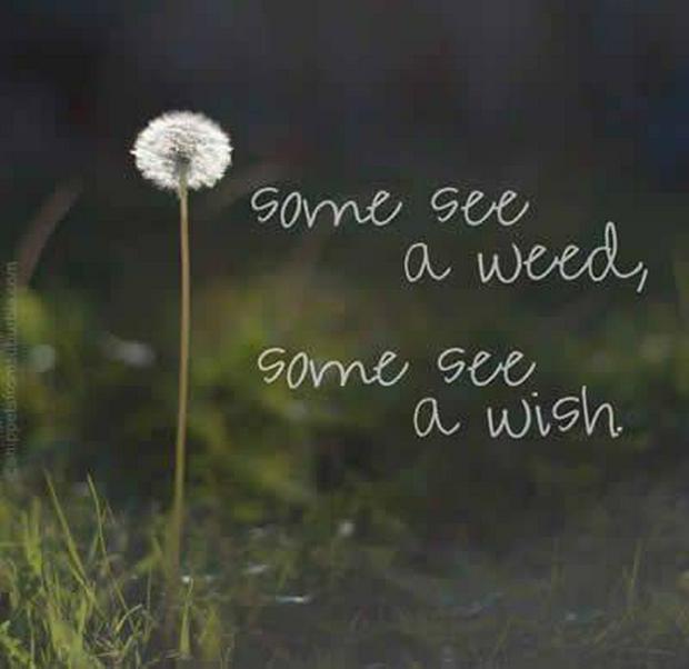 some-see-a-weed--some-see-a-wishIS.jpg