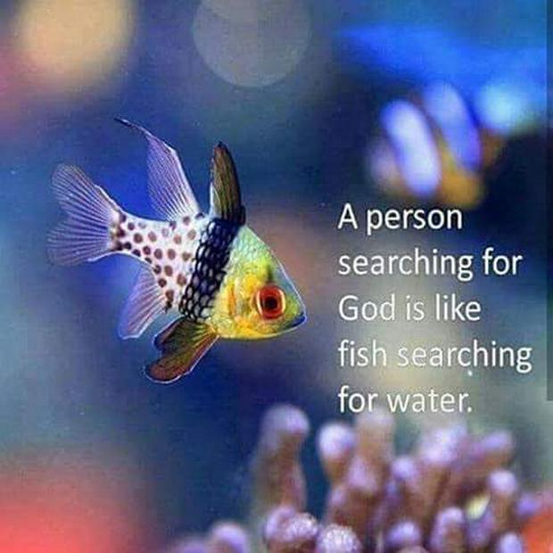 a-person-searching-for-God-is-like-a-fish-searching-for-waterIS.jpg