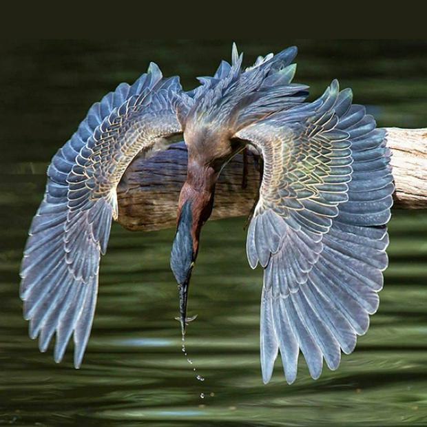 green-heron.jpg