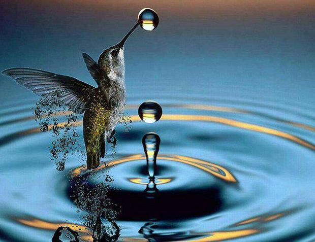 hummingbird-with-water-drop_0.jpg