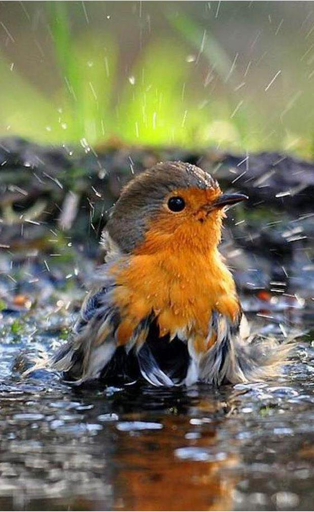 robin-taking-a-bath.jpg