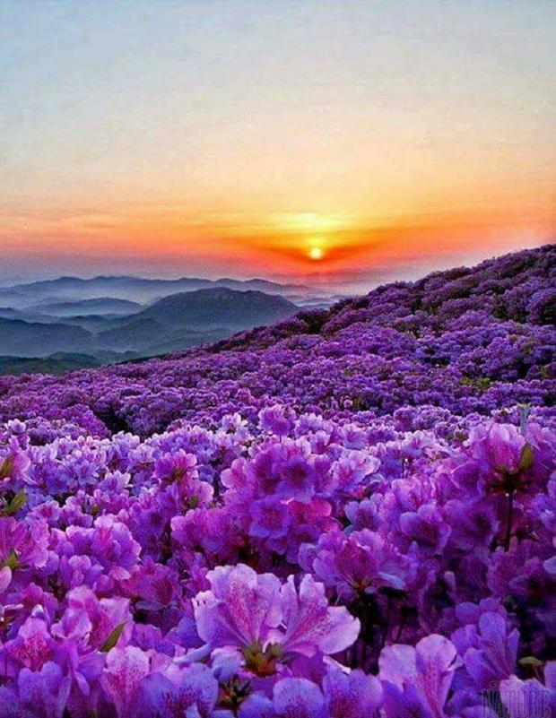 pink-mountain-flowersIS.jpg