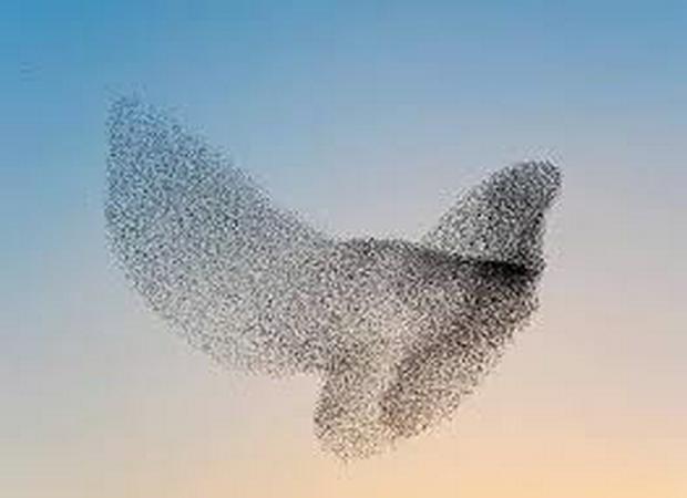 a-murmur-of-starlings3.jpg