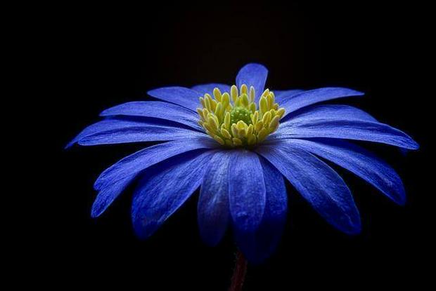 blue-flower.jpg