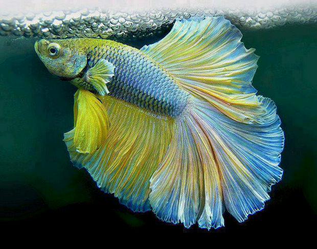 beautiful-fish.jpg