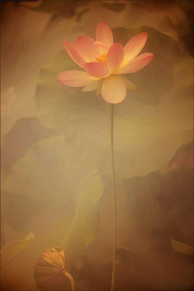 lotus-flower.jpg