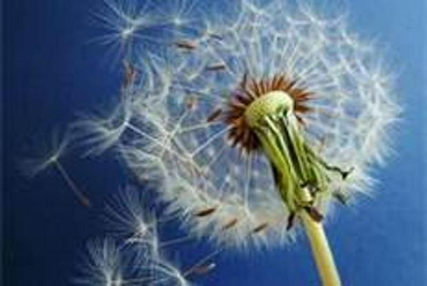 dandelion-seeds.jpg